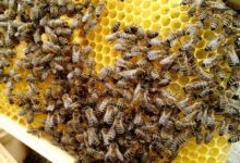 Bienen Honig (c) creativomedia GmbH - Alfred Santner